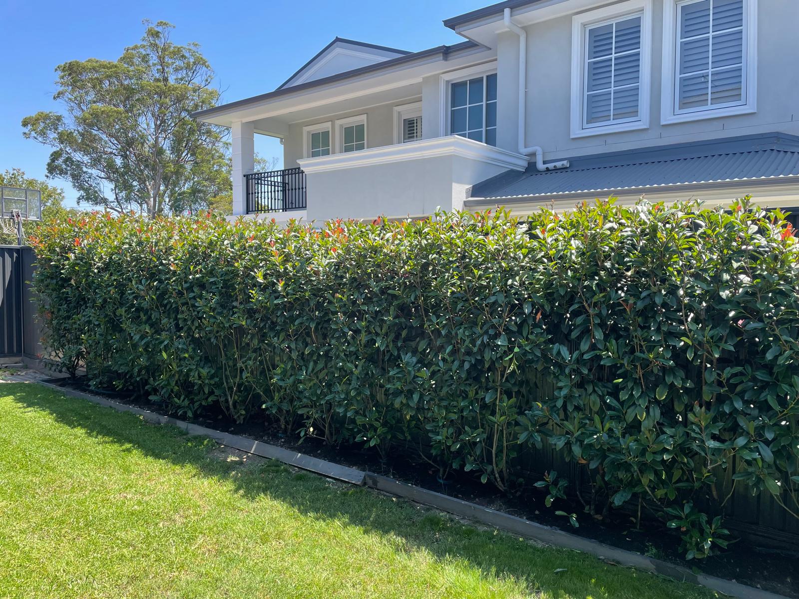 Altered Soil pH Unveiling Bright Red Leaves